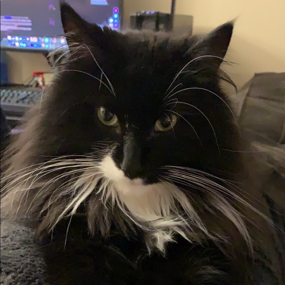 Meet your Posher, Samantha - Picture 1 of 1